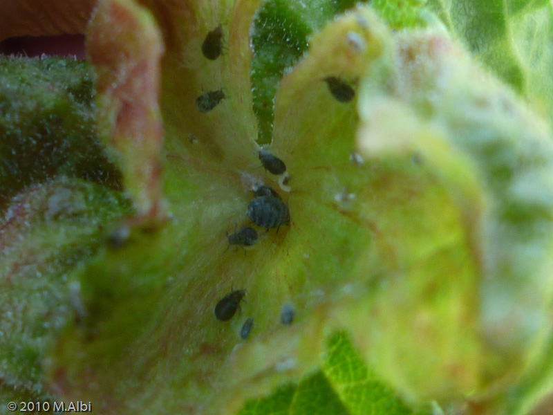 afidi galligeni: Eriosoma cfr. lanuginosum (Aphididae)