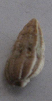 Nassarius labellum Michelotti, 1847, Bonelli m.s.,Tortoniano