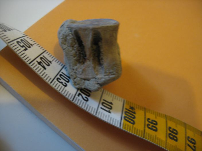 vertebra squalo, Pliocene