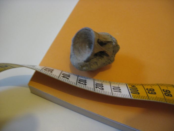 vertebra squalo, Pliocene