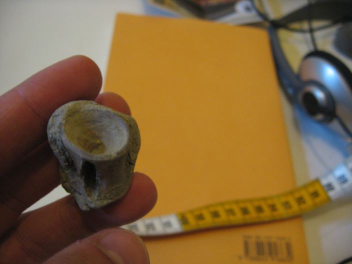 vertebra squalo, Pliocene