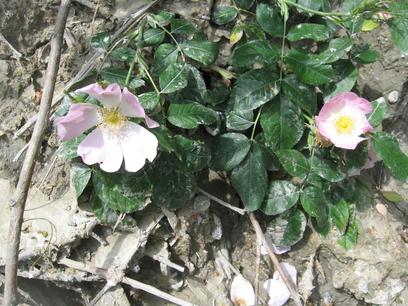 bel fiore di rosa selvatica??