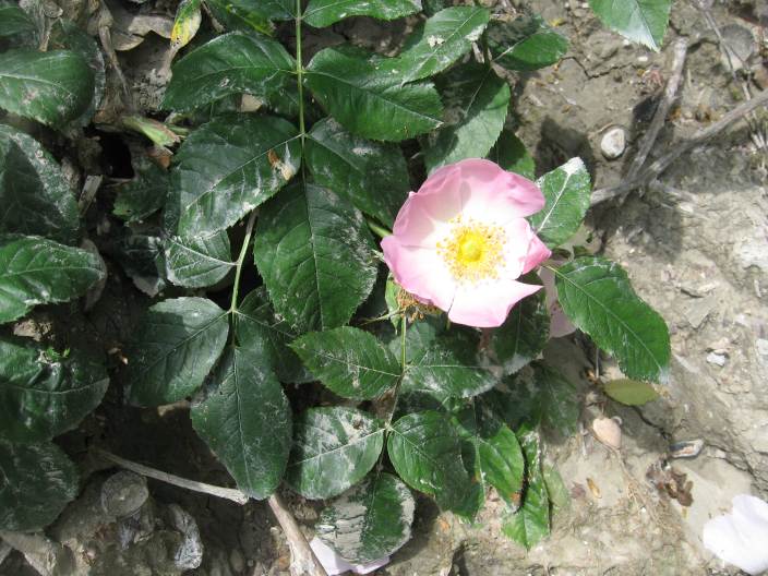 bel fiore di rosa selvatica??