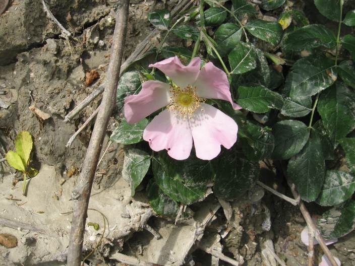 bel fiore di rosa selvatica??