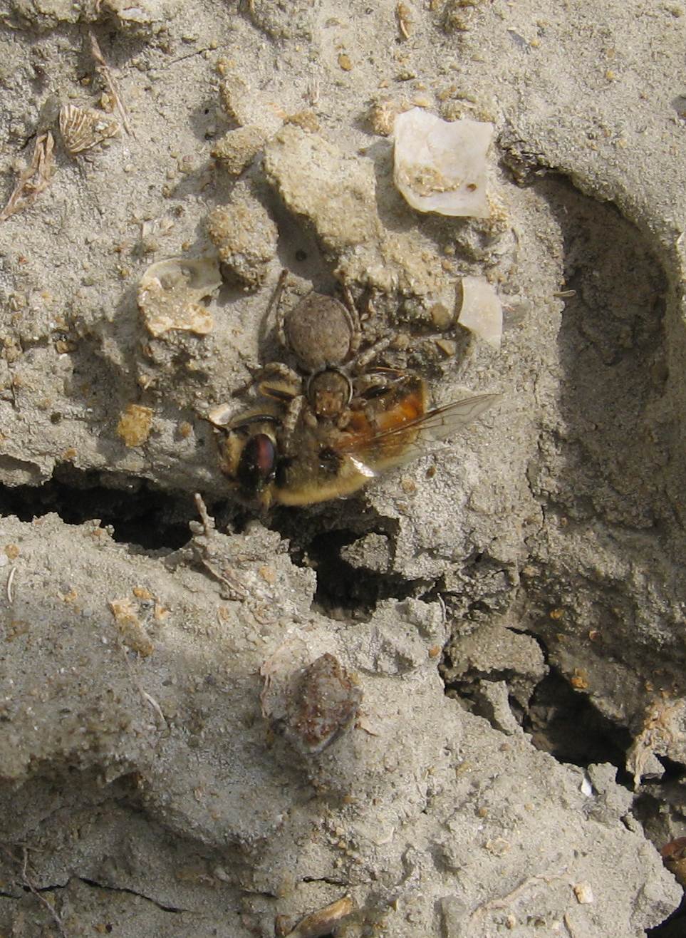 piccolo ragno. grande preda (Salticidae con Eristalis)