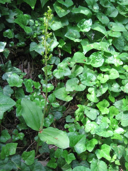 Neottia ovata (=Listera ovata)