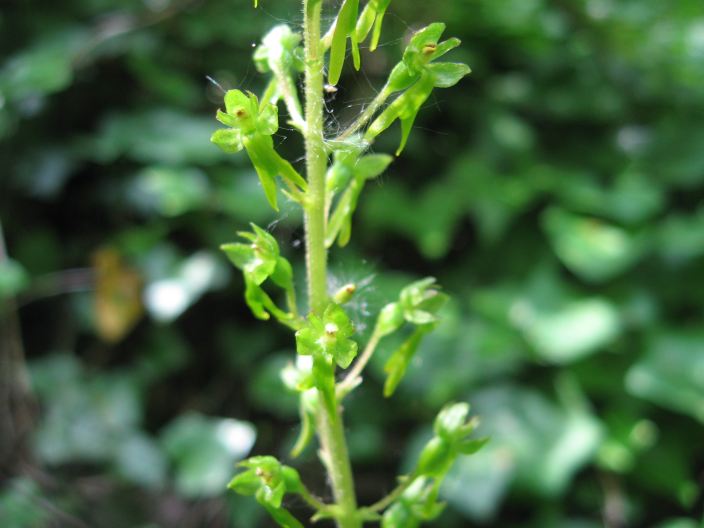 Neottia ovata (=Listera ovata)