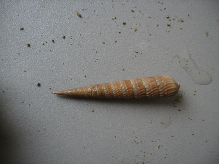 gasteropode da id,Pliocene