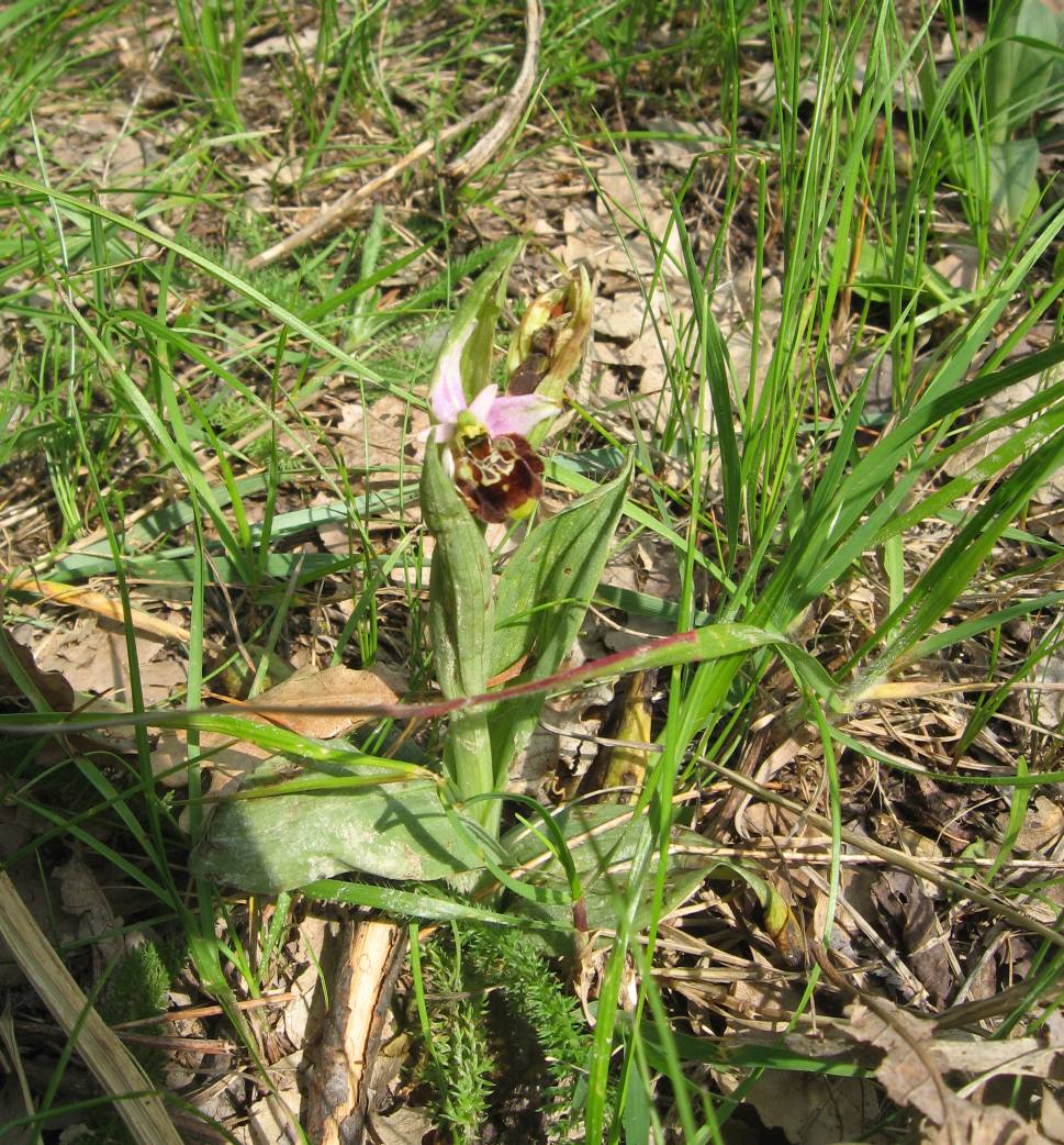 Ophrys fuciflora