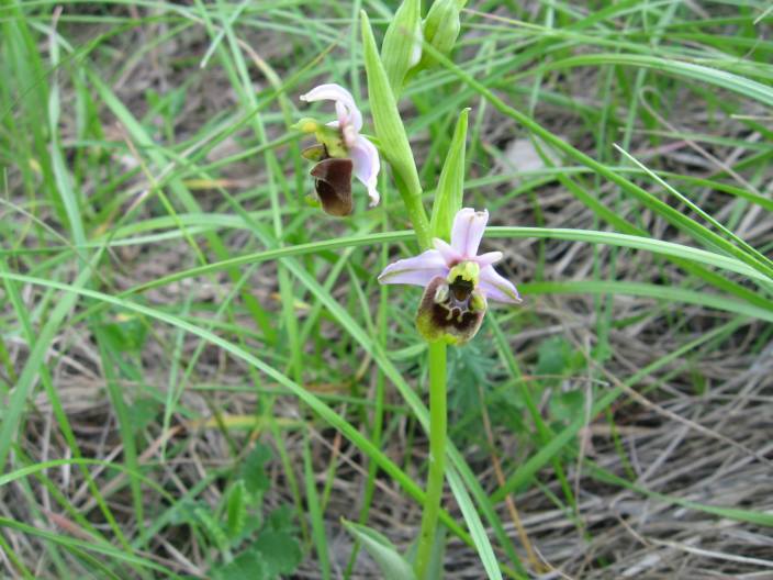 Ophrys fuciflora