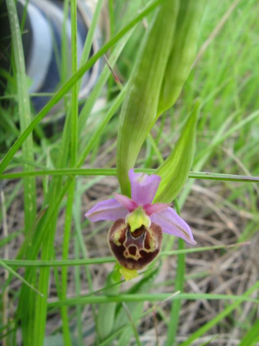 Ophrys fuciflora