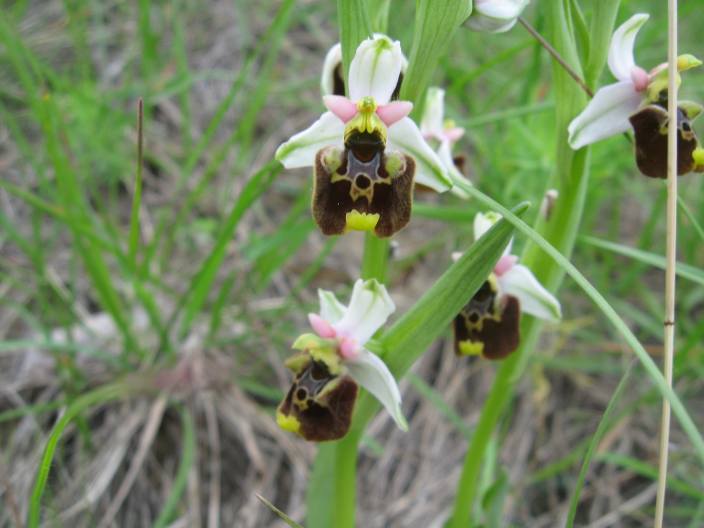 Ophrys fuciflora