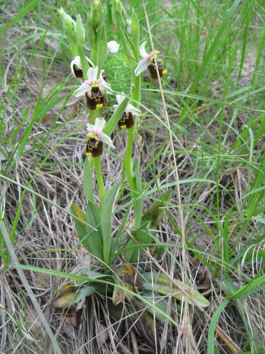 Ophrys fuciflora