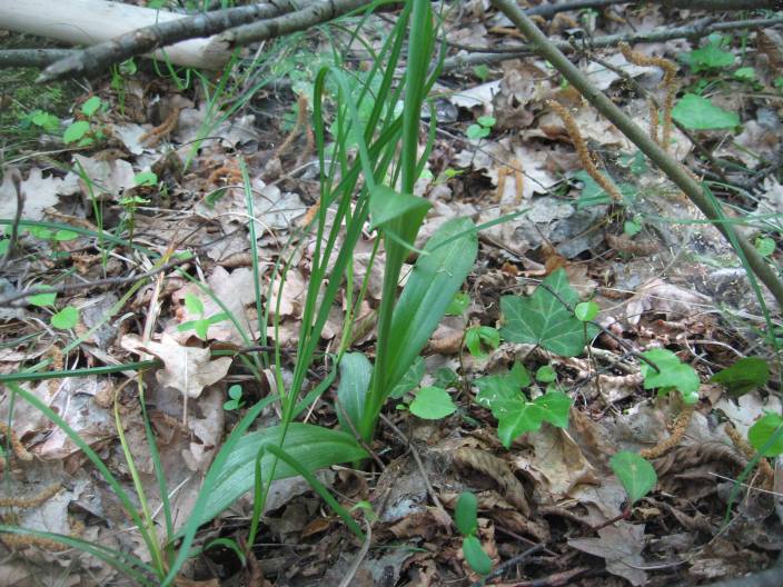 Ophrys insectifera dall''oltrep n 2