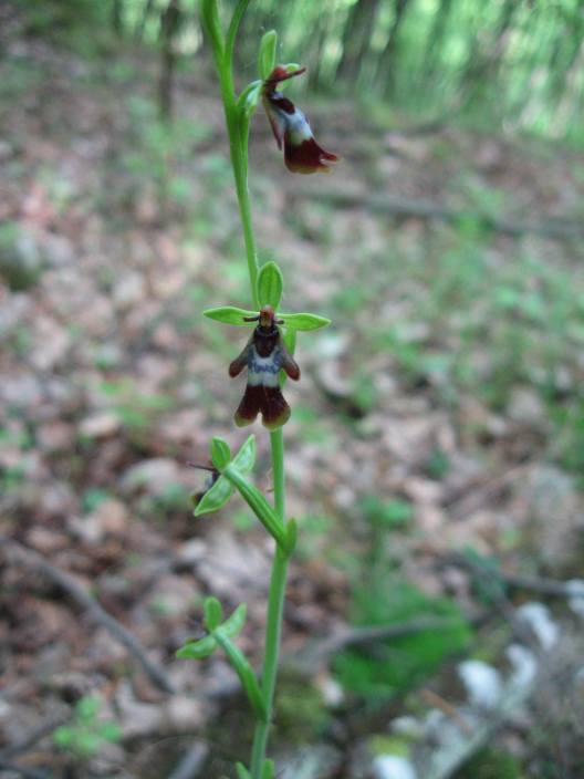 Ophrys insectifera dall''oltrep n 2