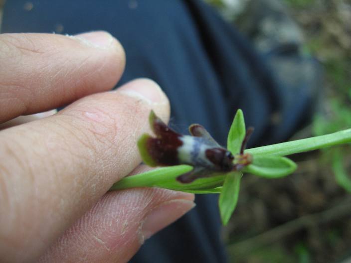 Ophrys insectifera dall''oltrep n 2