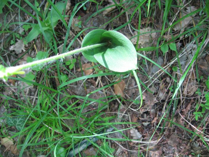 Listera ovata (anomala) dall''oltrep n 3