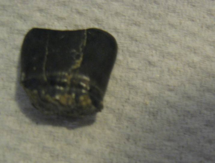 dentini pesce, miocene pavese