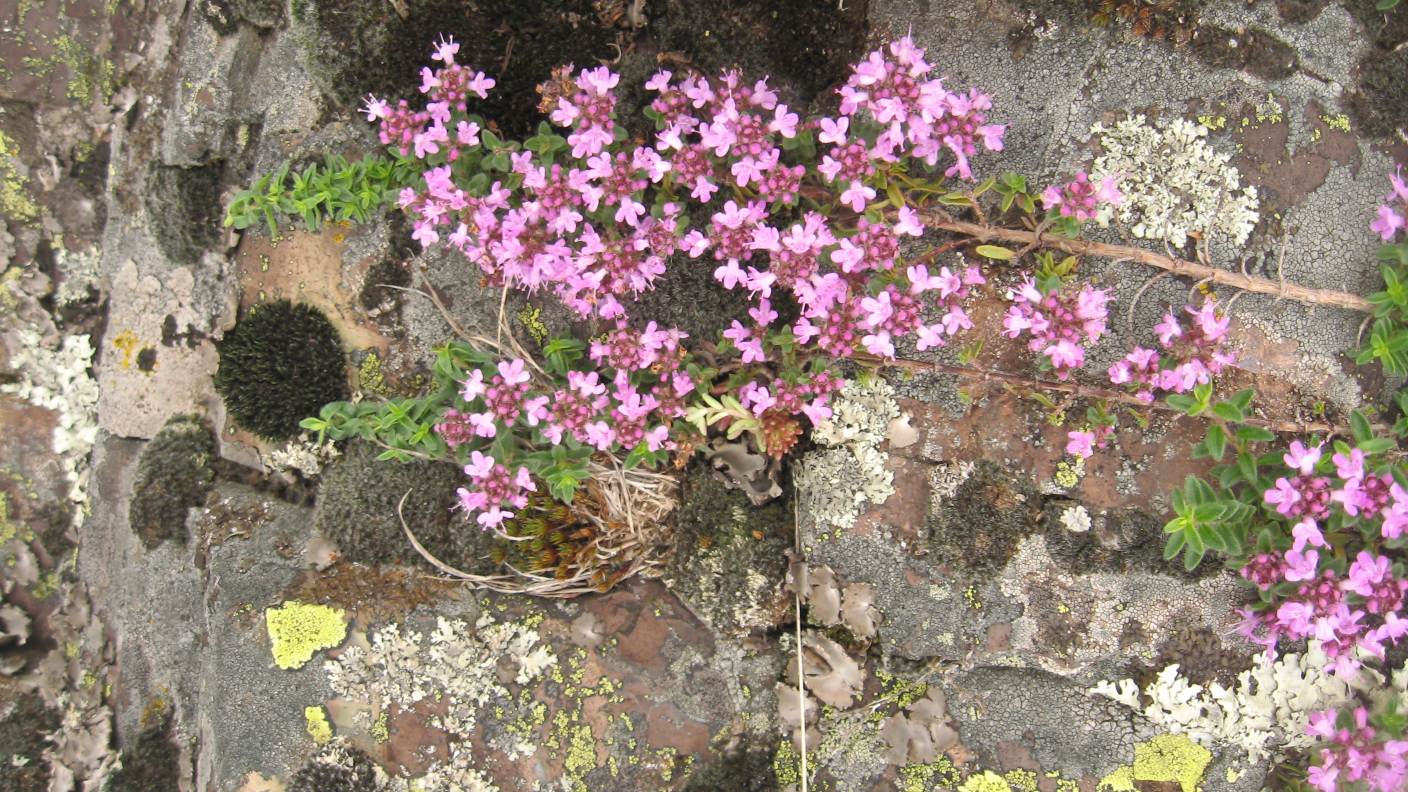 Monte Lama-Piacenza- n2 - Thymus sp.