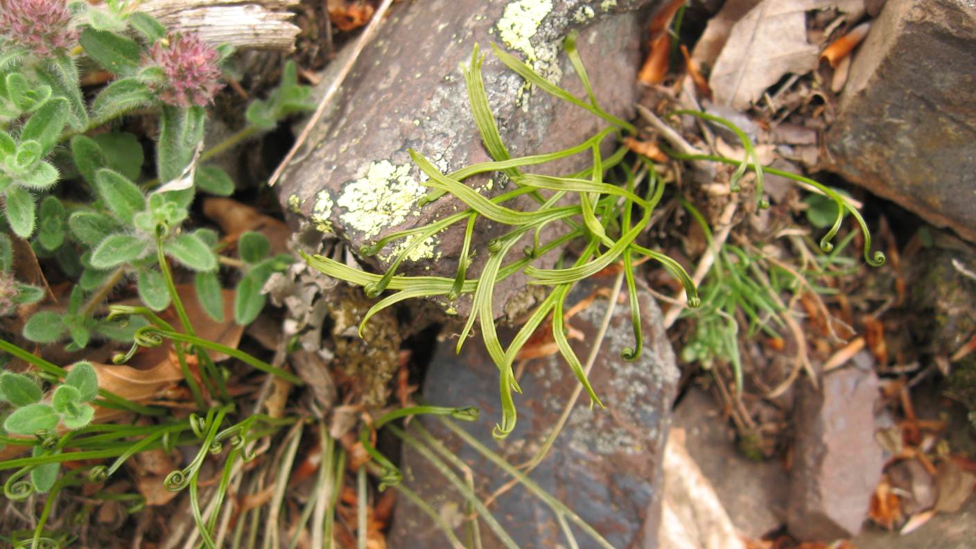 Asplenium septentrionale / Asplenio settentrionale