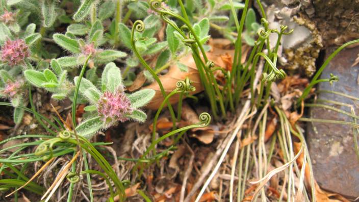 Asplenium septentrionale / Asplenio settentrionale