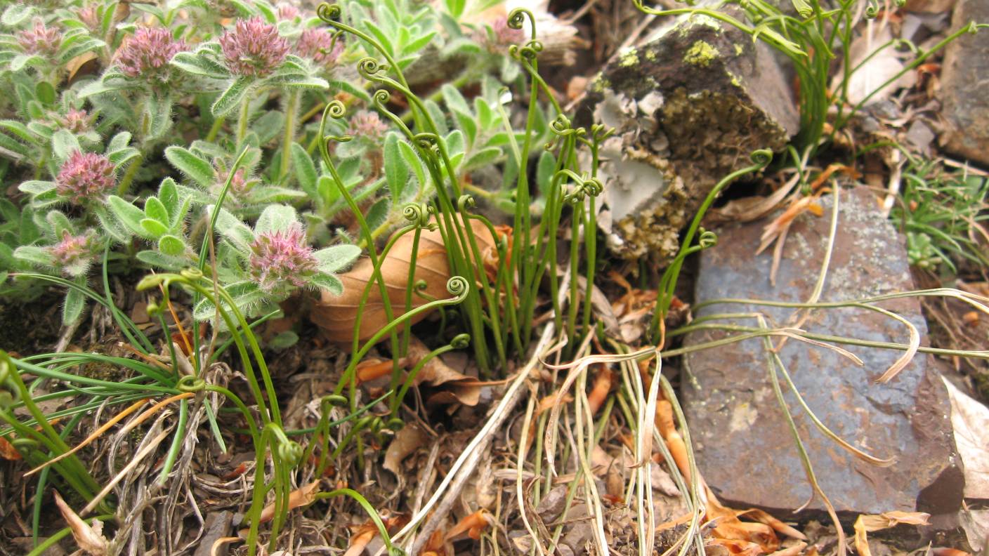 Asplenium septentrionale / Asplenio settentrionale