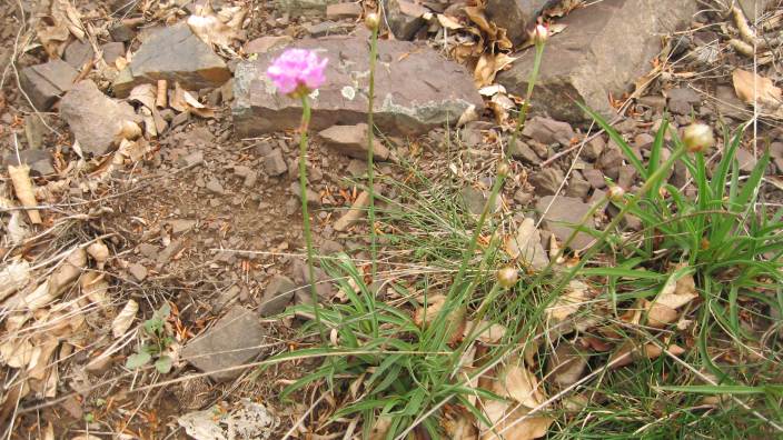 fiore 5 monte Lama, Piacenza - Armeria sp.