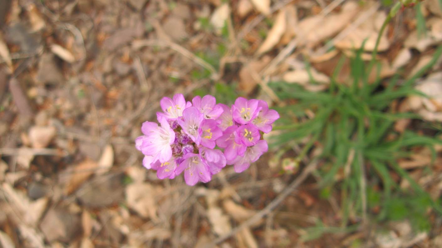 fiore 5 monte Lama, Piacenza - Armeria sp.