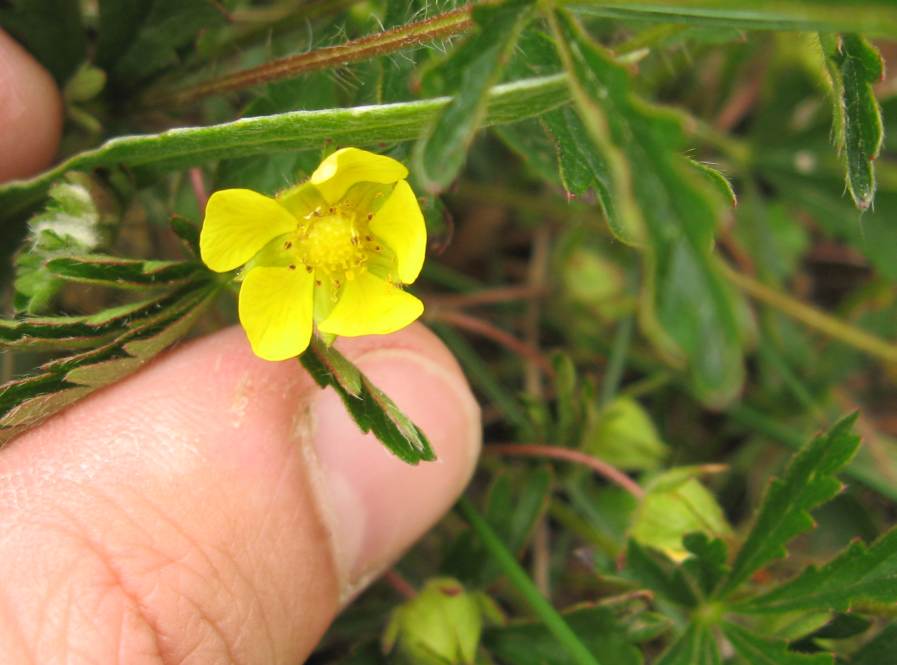 Monte Lama-Piacenza - Potentilla sp.