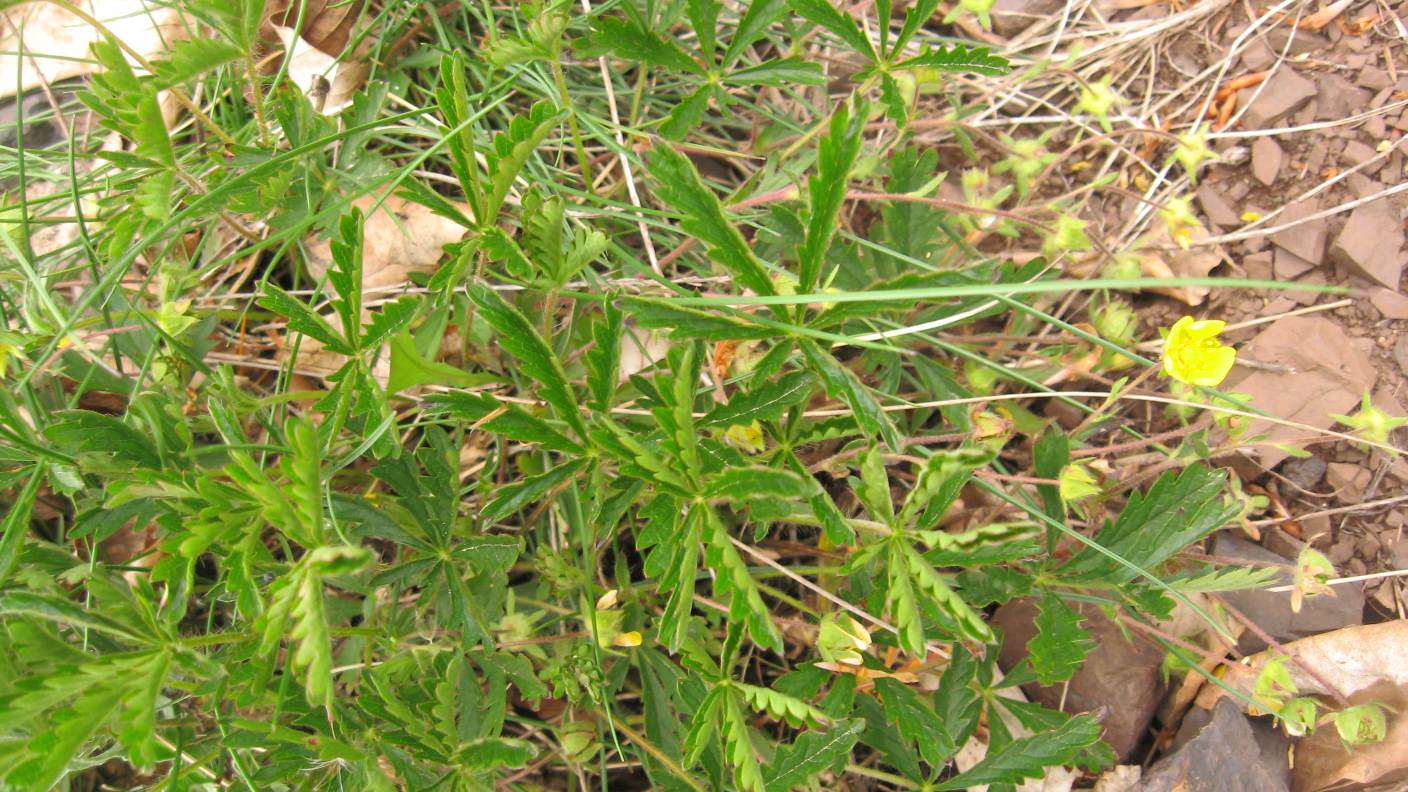 Monte Lama-Piacenza - Potentilla sp.