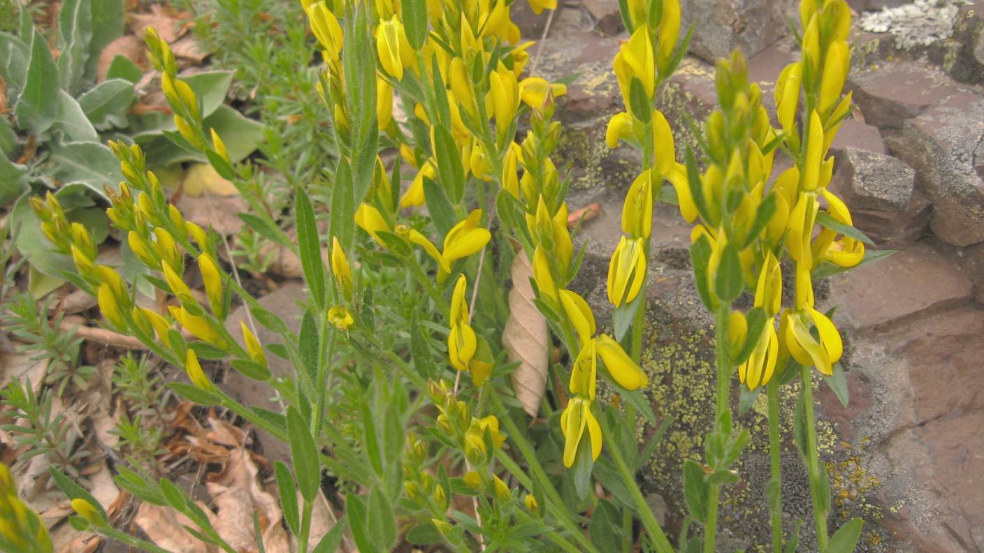 Genista tinctoria / Ginestra minore