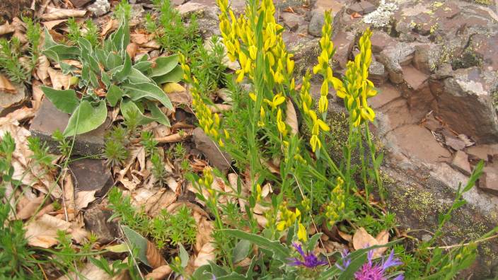 Genista tinctoria / Ginestra minore