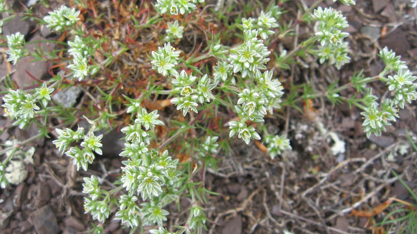 Scleranthus perennis / Centograni perenne