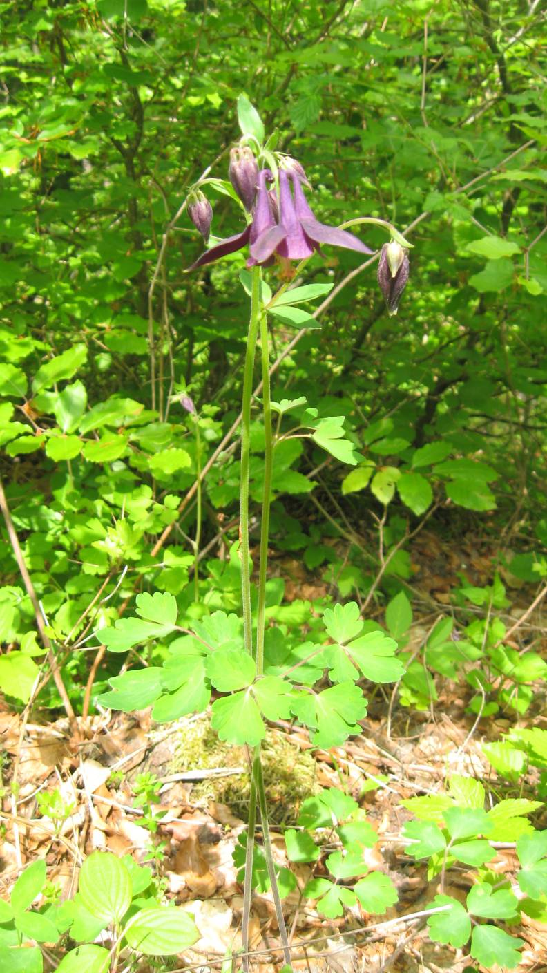 Aquilegia atrata