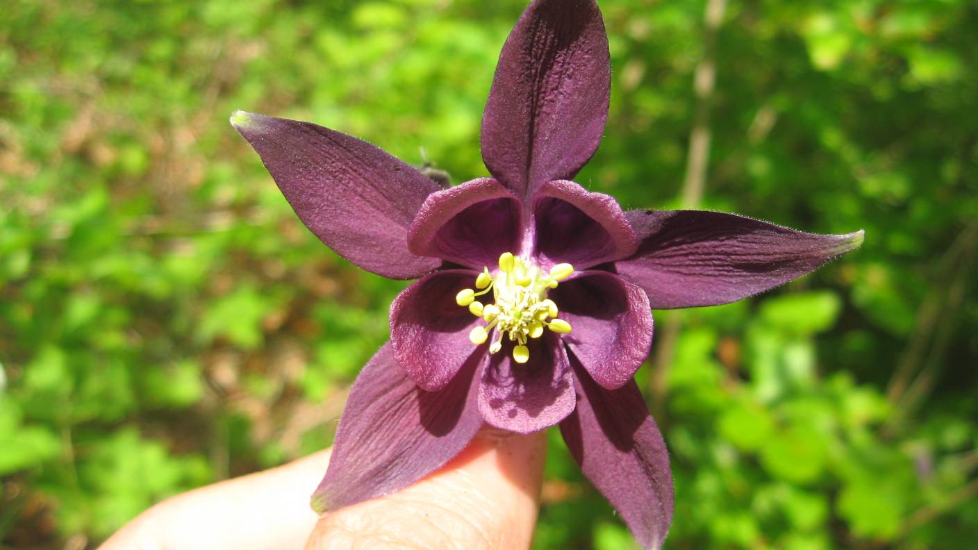 Aquilegia atrata