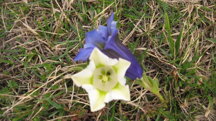 Gentiana acaulis, albina