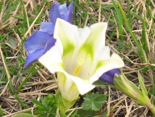 Gentiana acaulis, albina