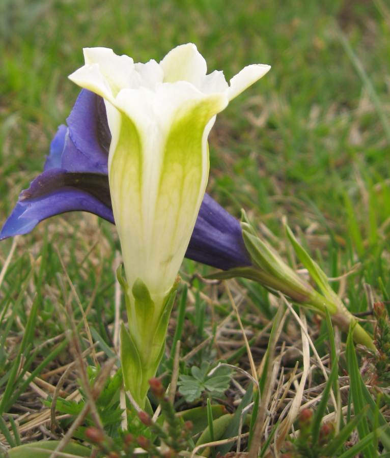 Gentiana acaulis, albina