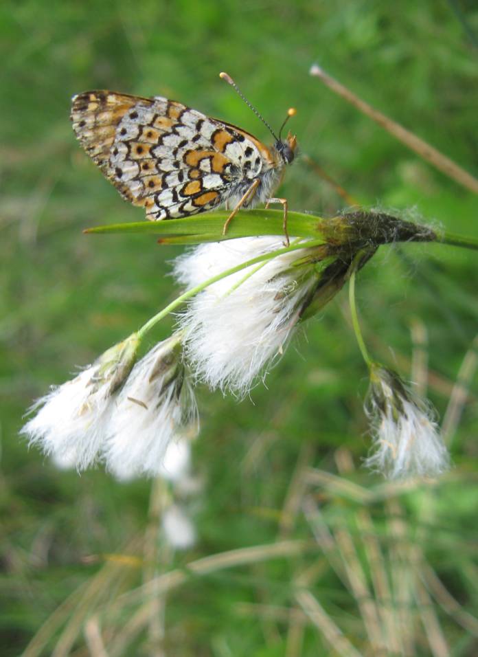 Eriophorum angustifolium