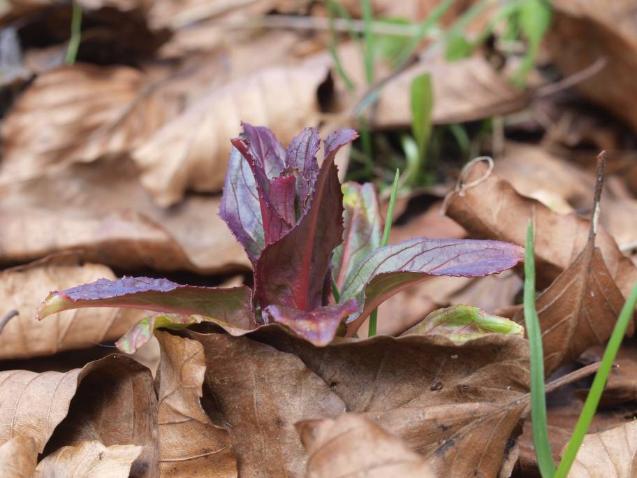 Prima uscita botanico-naturalista, Monte Menegosa, Piacenza