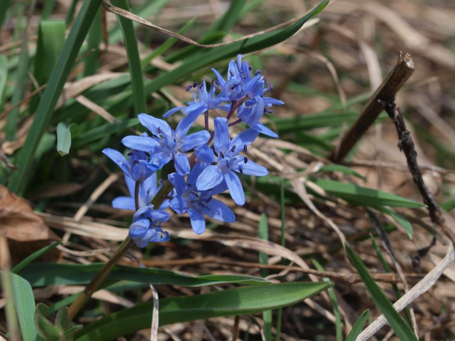 Prima uscita botanico-naturalista, Monte Menegosa, Piacenza