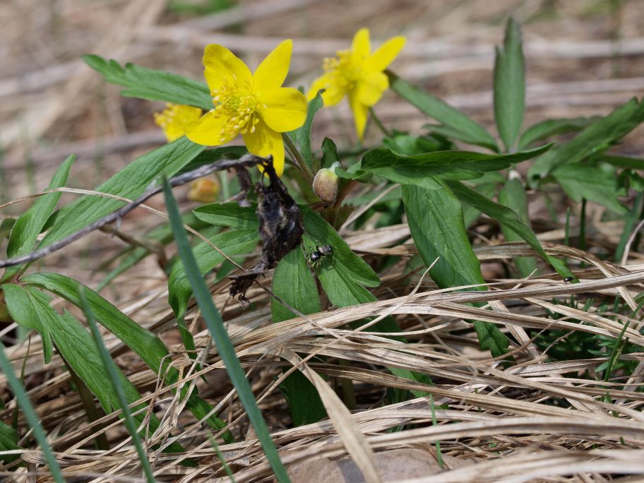 Prima uscita botanico-naturalista, Monte Menegosa, Piacenza