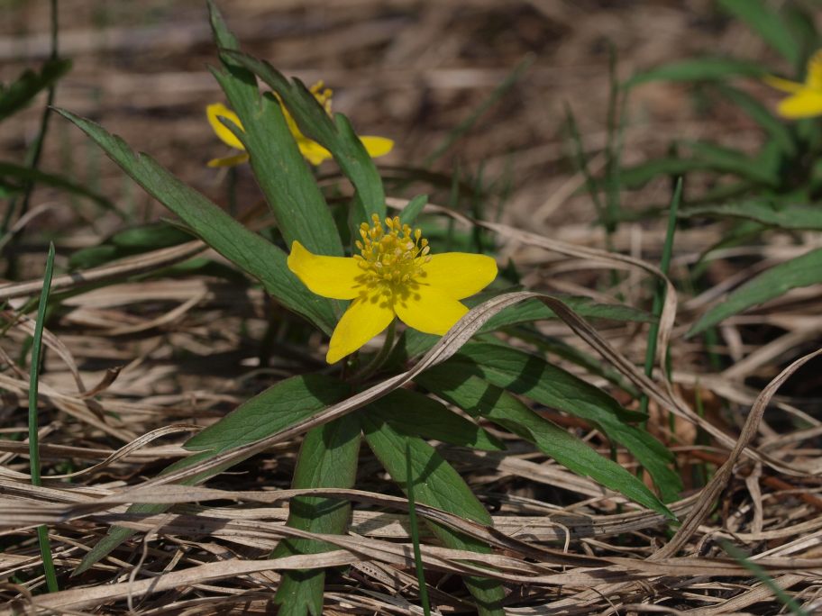 Prima uscita botanico-naturalista, Monte Menegosa, Piacenza