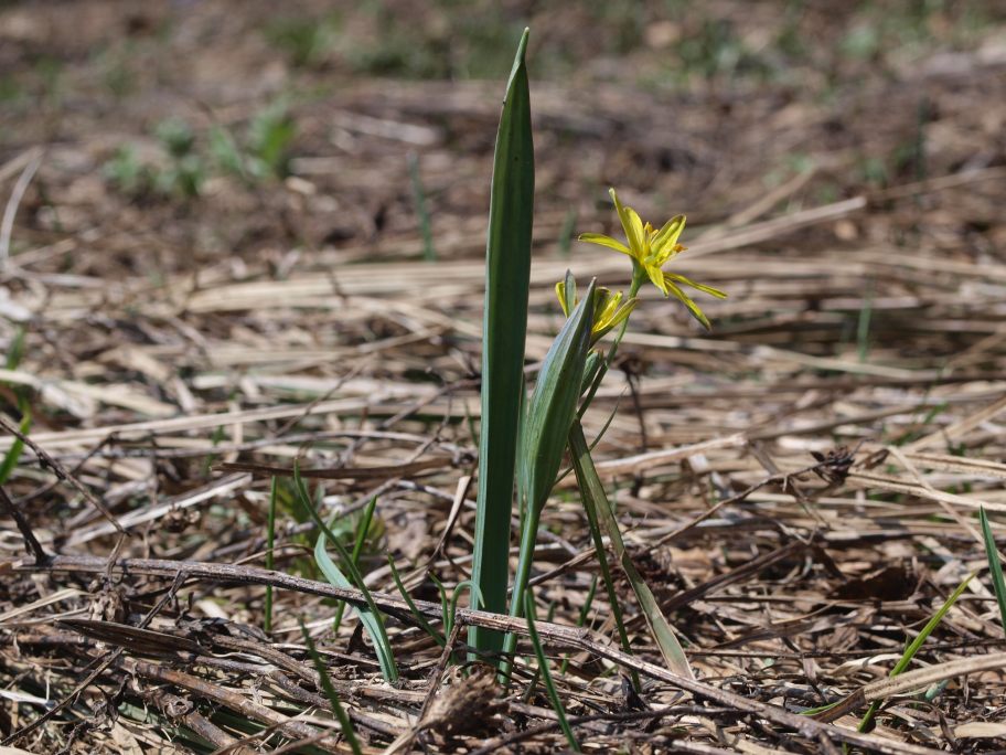 Prima uscita botanico-naturalista, Monte Menegosa, Piacenza