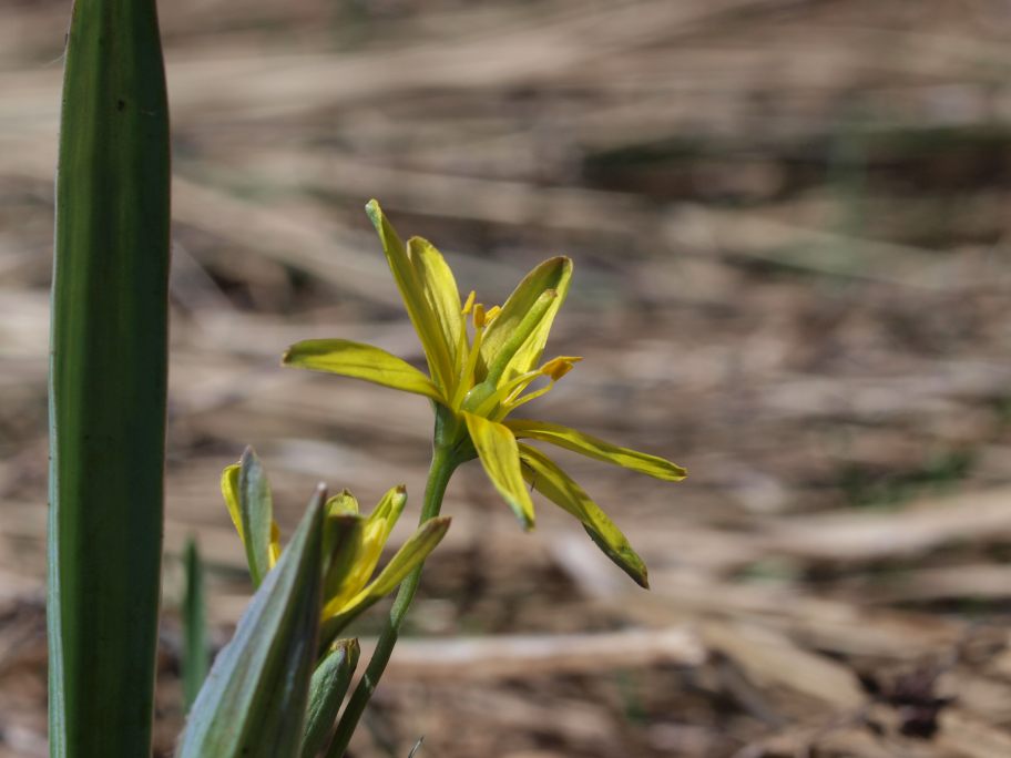 Prima uscita botanico-naturalista, Monte Menegosa, Piacenza