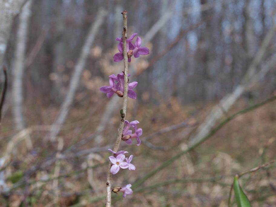 Prima uscita botanico-naturalista, Monte Menegosa, Piacenza