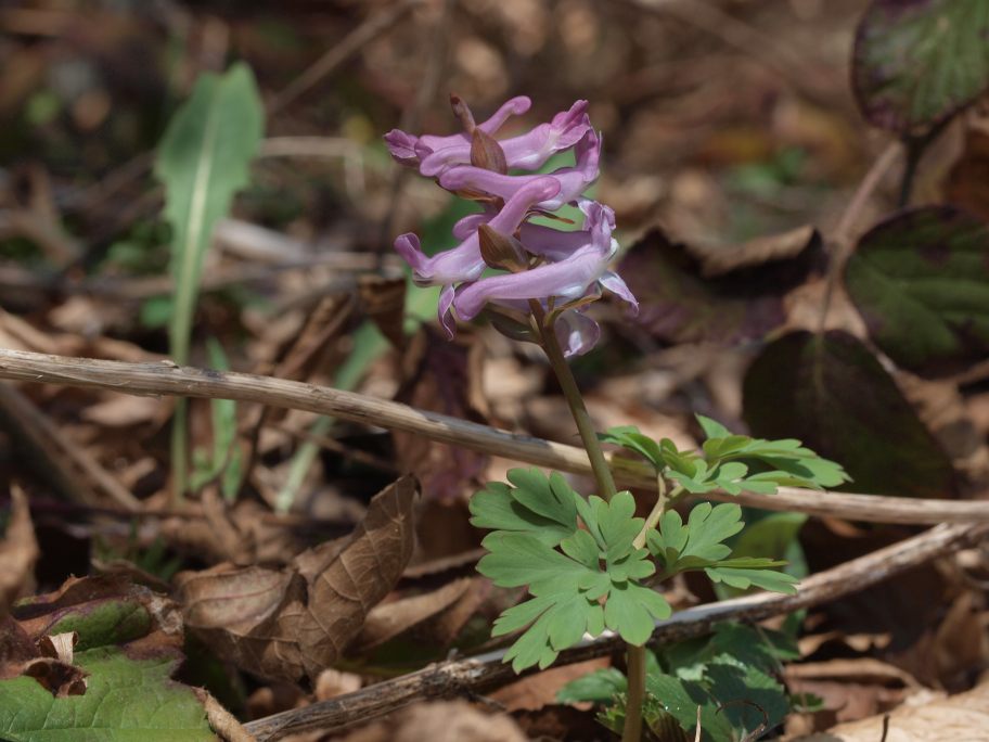 Prima uscita botanico-naturalista, Monte Menegosa, Piacenza