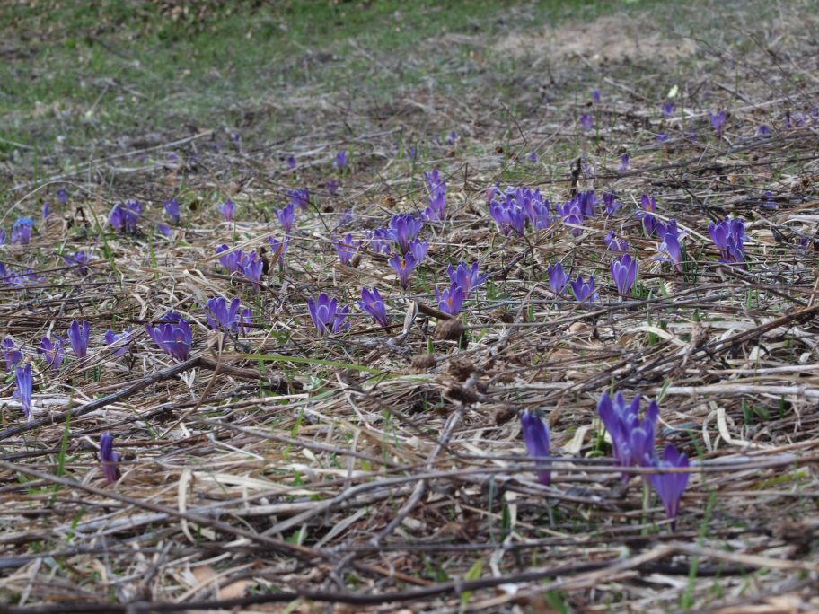 Prima uscita botanico-naturalista, Monte Menegosa, Piacenza