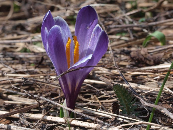 Prima uscita botanico-naturalista, Monte Menegosa, Piacenza