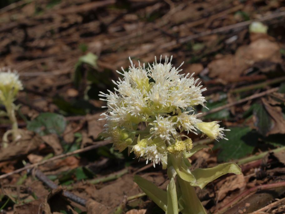 Prima uscita botanico-naturalista, Monte Menegosa, Piacenza